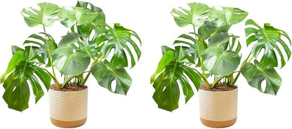 Costa Farms Monstera Plant (2-Pack), Live Indoor Set of Plants Houseplants in Indoors Garden Planter Pots, Housewarming, Air-Purifying Decoration for Home, Office, and Room Decor, 2-3 Feet Tall