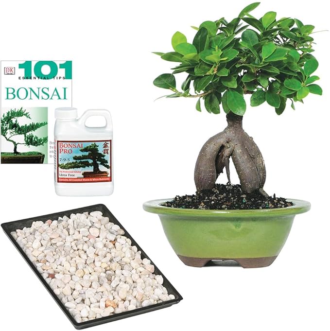 Brussel's Bonsai Live Ginseng Grafted Ficus Indoor Bonsai Tree Gift Set - Small, 4 Years, 6 to 8 in - Ceramic Bonsai Pot, Fertilizer, and Humidity Tray