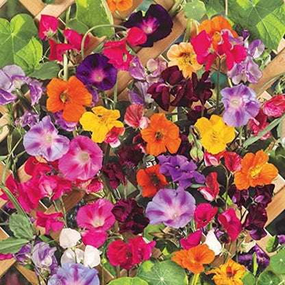 Colorful Mixed Climbing Vine Seeds - 200+ Seeds Mix Morning Glory, Nasturtium, Black Eyed Susan Vine and Sweet Pea