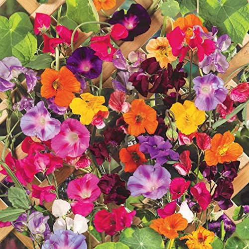 Colorful Mixed Climbing Vine Seeds - 200+ Seeds Mix Morning Glory, Nasturtium, Black Eyed Susan Vine and Sweet Pea