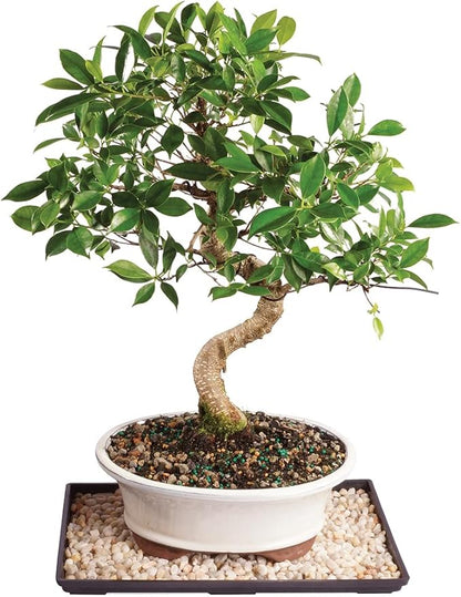 Brussel's Bonsai Live Golden Gate Ficus Indoor Bonsai Tree - Large, 10 Years, 16 to 20 In - Live Bonsai Tree in Ceramic Bonsai Pot and Humidity Tray