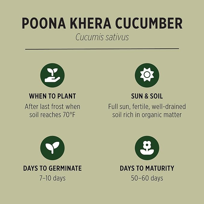 Banyan Botanicals Organic Cucumber Seeds – Heirloom Poona Khera (Cucumis Sativus) Seeds –Tender & Crisp for Eating or Pickling – 30 Count – Open Pollinated Non-GMO Easy-to-Grow