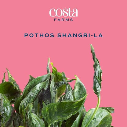 Costa Farms Pothos Shangri-La Live Plant, Climbing Trailing Indoor Houseplant | 12-Inches Tall | Trending Tropicals Collection | Self-Watering Pot | Easy Grow Plant for Home, Room Decor