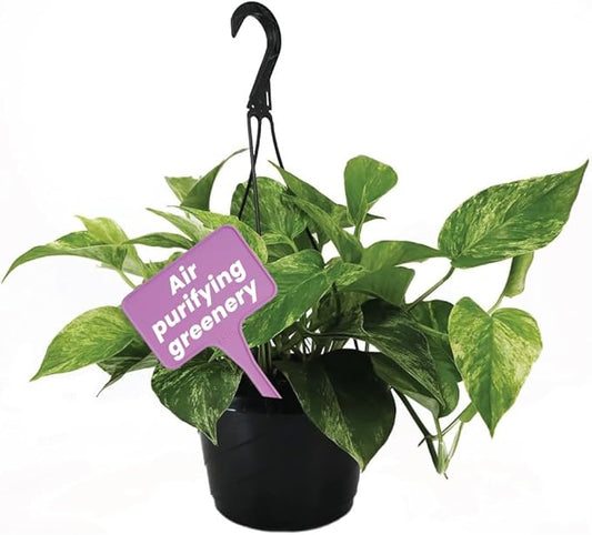 American Plant Exchange Marble Queen Pothos – Live 8-Inch Hanging Basket, Easy-Care Air Purifying Trailing Vine, Fast-Growing Houseplant for Hanging Planters, Shelves & Indoor Home or Office Décor
