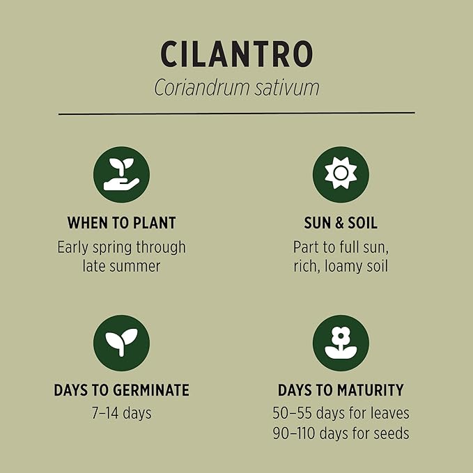 Banyan Botanicals Organic Cilantro Seeds – for Planting Cilantro from Seed – Coriandrum Sativum – 100 Count – Easy to Grow Open Pollinated Non-GMO Cilantro Seeds