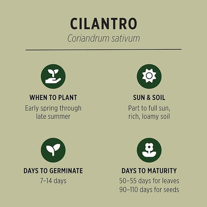 Banyan Botanicals Organic Cilantro Seeds – for Planting Cilantro from Seed – Coriandrum Sativum – 100 Count – Easy to Grow Open Pollinated Non-GMO Cilantro Seeds