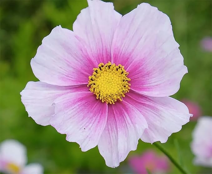 1000 Day Dream Cosmos Seeds - Pink Cosmos with Darker Center - Long Blooming Period in All Zones - 4 Feet Tall and Beautiful