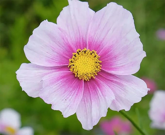 1000 Day Dream Cosmos Seeds - Pink Cosmos with Darker Center - Long Blooming Period in All Zones - 4 Feet Tall and Beautiful