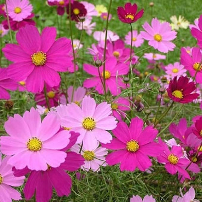 2000 Sensation Mix Cosmos Bipinnatus Seeds, by Seeds2Go