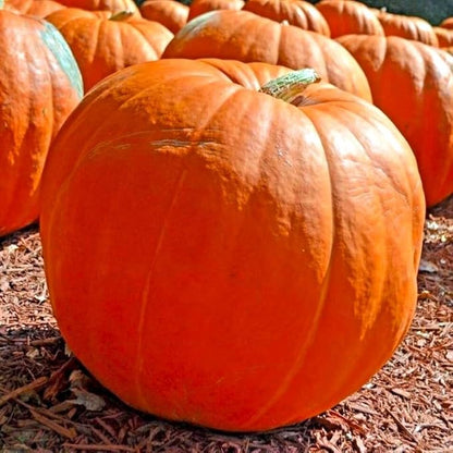Seeds Pumpkin Big Max 10 Seeds Massive Pumpkin Giant Gourd