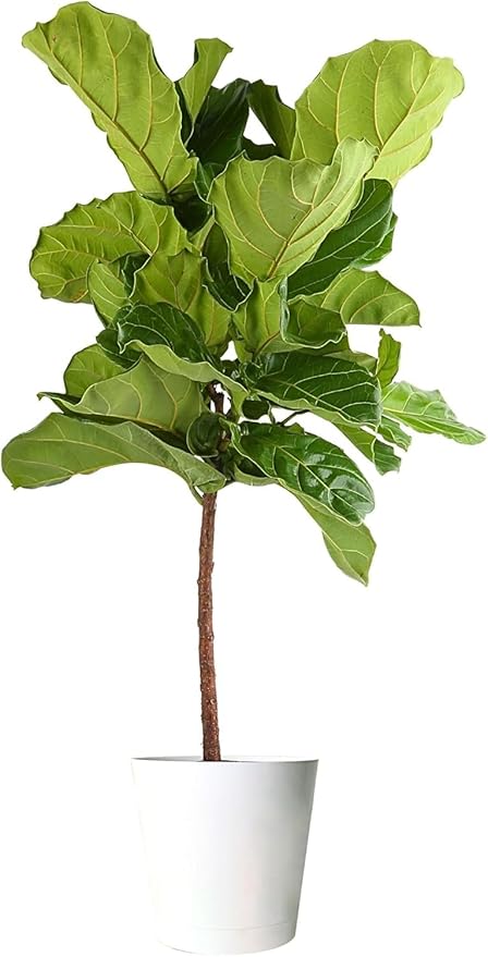 Costa Farms Fiddle Leaf Fig Tree, Ficus Lyrata, Live Indoor Plant Potted in Modern Decor Planter Pot, Potting Soil, Floor Houseplant Gift for Housewarming, Birthday, Tropical Home Decor, 3-4 Feet Tall