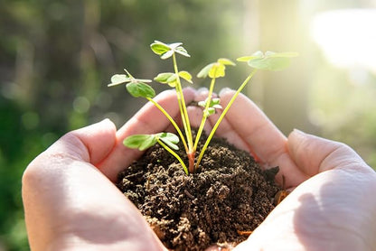Tall Yellow Sulphur Cosmos Seeds - Good Results in All Zones - 4 Feet Tall