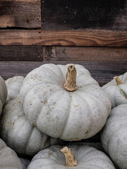 Park Seed Jarrahdale Pumpkin Seeds – Non-GMO Heirloom Blue-Green Baking Pumpkins from New Zealand, Rich Sweet Flesh for Pies & Storage, Decorative Ribbed Fruit, Pack of 25