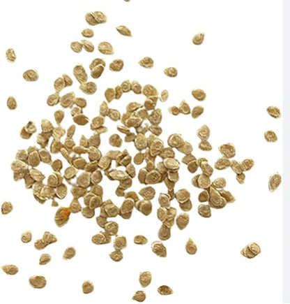 Ace 55 Tomato Seeds - Large Tomato - One of The Most Delicious Tomatoes for Home Growing,