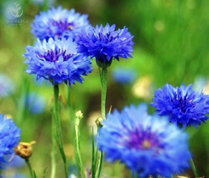 Dwarf Blue Cornflower (Bachelor's Buttons, Dwarf Blue Jubilee Gem) Seeds - Centaurea cyanus, Pack of 1000 Seeds by Seeds2Go