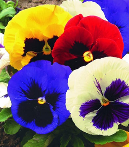 Seeds Viola Swiss Mix - Perennial Flowers for Planting - GMO Free