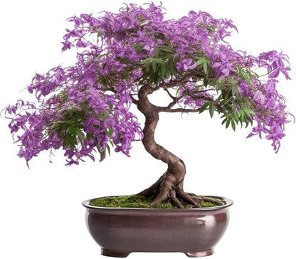 Bonsai Starter Kit – Growing Jacaranda Bonzai Tree | Complete Indoor Tree Kit for Growing Plants with Tools & Planter – Gardening Gifts for Mother, Women & Men