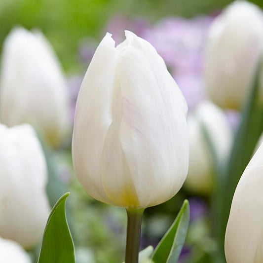 Garden State Bulb Triumph White Flag Tulip Flower Bulbs, 12/+ cm, Fall Planting(Bag of 25)