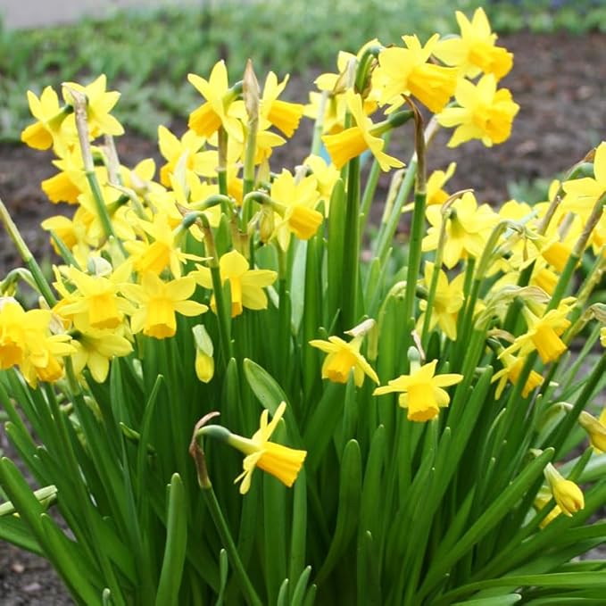 Tete A Tete Daffodil Flower Bulbs Jumbo Pack - 50 Bulbs per Pack - Deer Resistant - Good as Cut Flowers - Good for Indoor Forcing - Grows Well in Containers - Naturalizing - Perennializing