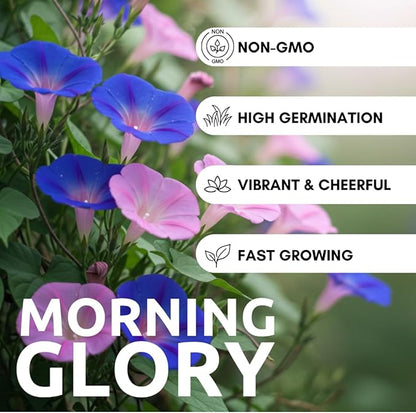 200 pcs Morning Glory Seeds for Planting Non-GMO Flower Seeds for Home Garden Decor Easy to Grow
