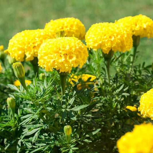Pack 4 Marigold Plants, Yellow Marigold Live Plants, from 4 to 8 Inches in Height