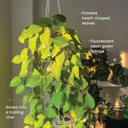 American Plant Exchange Neon Pothos – Live 8-Inch Hanging Basket, Bright Green Trailing Vine, Easy-Care Air Purifying Houseplant for Hanging Planters, Shelves & Indoor Home or Office Décor
