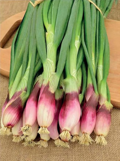 Seeds Red Welsh Bunching Onion Rare Heirloom Vegetable Non GMO