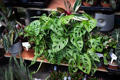 GARDENERA Organic Potting Soil for Tomato Plants - 1 Quart - Hand-Mixed with Natural Ingredients for Optimal Growth and Nutrient Retention