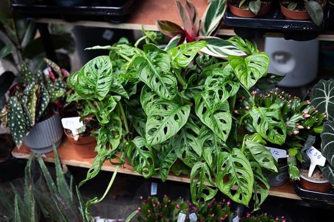 Gardenera Premium Swiss Cheese Plant Potting Mix - Monstera Deliciosa Blend for Optimal Nutrients and Drainage for Healthy Growth - 5 Quart