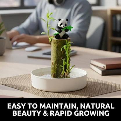 Brazilian Willow Wood Plant - Mini Brazil Lucky Wood Kit - Tray, Lucky Tree, Panda - Swelling Stage - About to Sprout, Brazilian Tree Housewarming - Office Desk Decor - Office Gift Exchange
