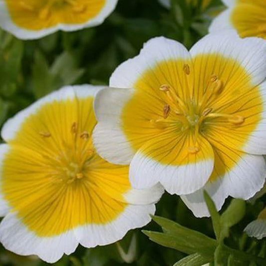 1000 Limnanthes Douglasii Dwarf Poached Egg Plant Seeds Colour Meadow Ground Cover Flowers for Planting Easy to Grow Outdoor Home Garden