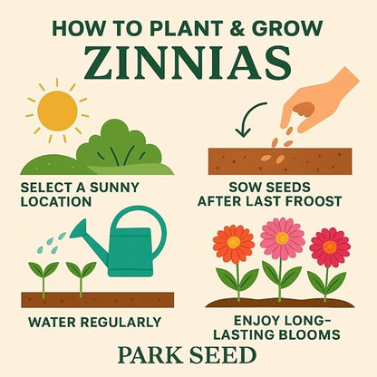 Park Seed Zinnia Flower Planting Seeds, Easy to Grow, Perfect for Spring Garden, Hidden Dragon, Pack of 50