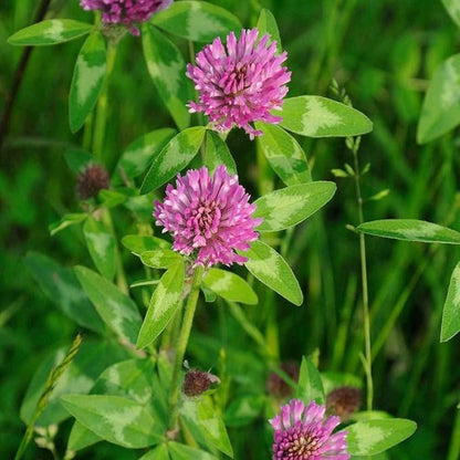 Todd's Seeds Red Clover Seeds, Non-GMO, Chemical Free, High Germination (1/2 Pound)