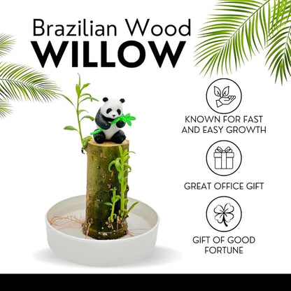 Brazilian Willow Wood Plant - Mini Brazil Lucky Wood Kit - Tray, Lucky Tree, Panda - Swelling Stage - About to Sprout, Brazilian Tree Housewarming - Office Desk Decor - Office Gift Exchange