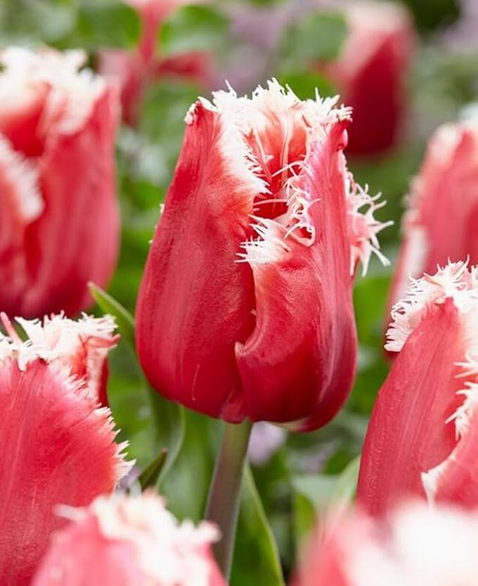 5PCS Rainbow Tulip Bulbs Fringed Mixture Tulips Flower Bulbs Fall Planting for Spring Blooms