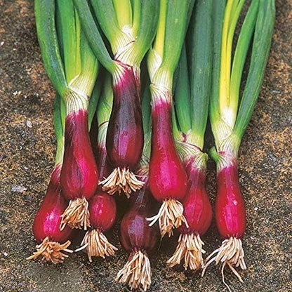 Seeds Red Welsh Bunching Onion Rare Heirloom Vegetable Non GMO