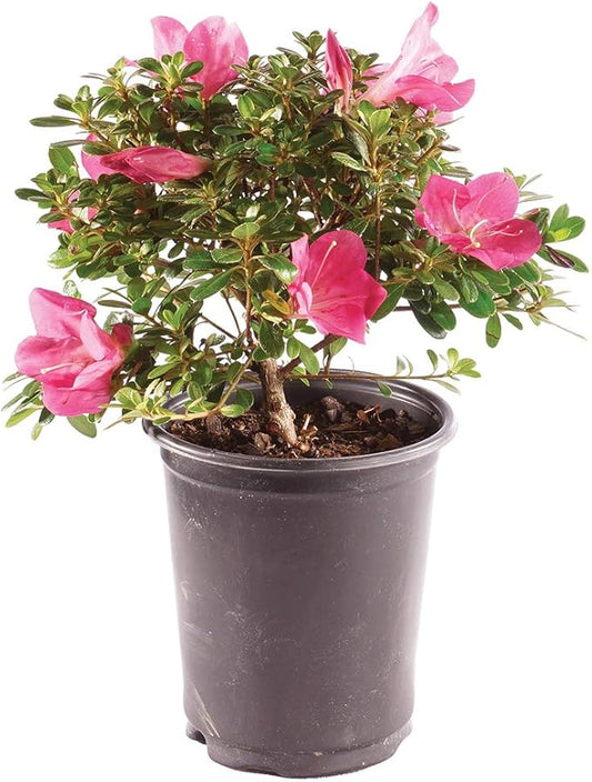 Brussel's Bonsai Live Satsuki Azalea Bonsai, Outdoor, Live Flowering Bonsai Tree - Small, 5 Years Old, 5 to 8 inches Tall - Grower Bonsai Pot