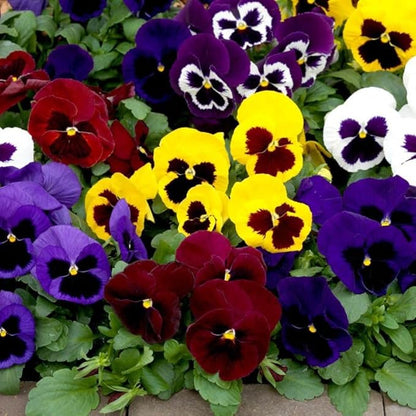 Seeds Viola Swiss Mix - Perennial Flowers for Planting - GMO Free