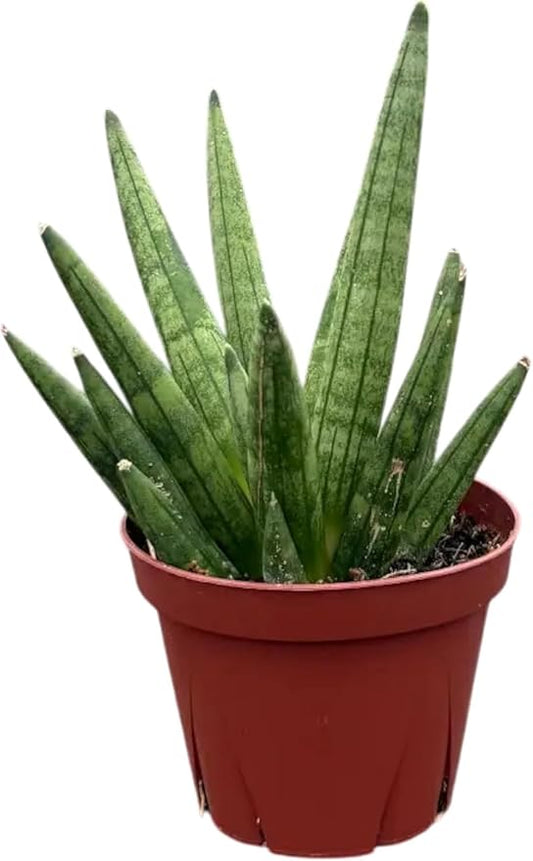 CoollectivePlants Sansevieria Hedgehog – Live Snake Plant in 4″ Grower’s Pot, Compact Spiky Foliage, Easy Care Indoor Houseplant, Includes UniHeat Pack for Winter Protection