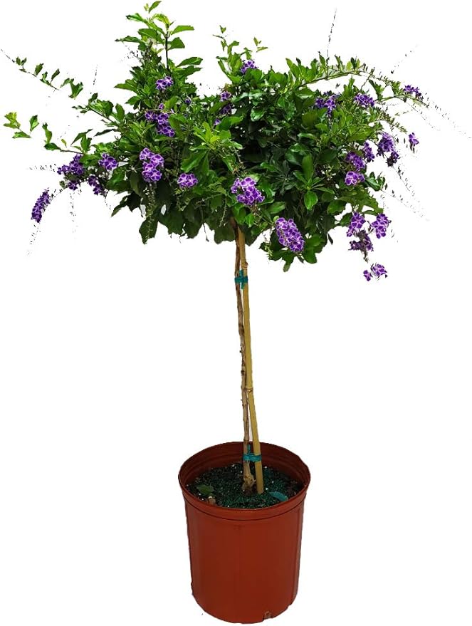Duranta Tree Live Plant - Purple Showers - Overall Height 36" to 42" - Tropical Plants of Florida (Plant in Growers Pot)