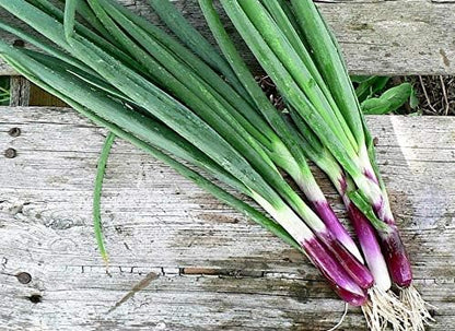 Seeds Red Welsh Bunching Onion - Heirloom Vegetable - GMO Free