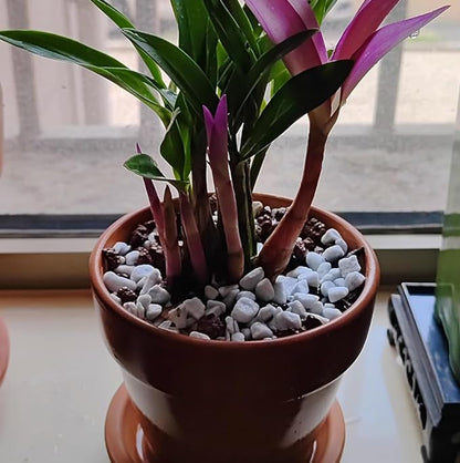 30 QT Professional Grade Horticultural Organic Perlite (30 QT, Large Size - Perlite)