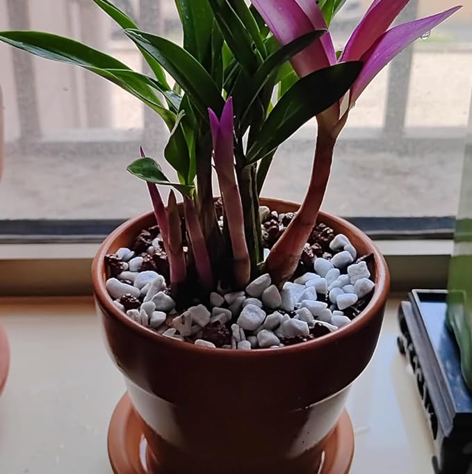 10 QT Professional Grade Horticultural Organic Perlite (10 QT, Large Size - Perlite)