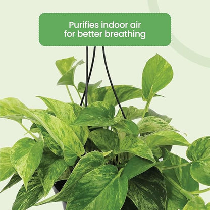American Plant Exchange Marble Queen Pothos – Live 8-Inch Hanging Basket, Easy-Care Air Purifying Trailing Vine, Fast-Growing Houseplant for Hanging Planters, Shelves & Indoor Home or Office Décor