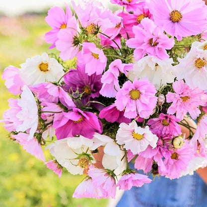 2000+ Mixed Cosmos Seeds for Planting-Cosmos Flower Seeds- Bright Lights Perennial Flower Seed for Outdoor Garden