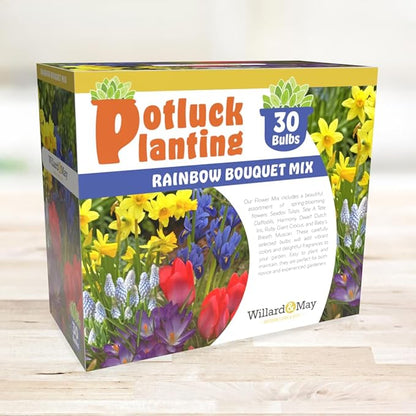 All-in-One Flower Garden Kit - 30 Bulbs Per Box - Potluck Planting Rainbow Bouquet Mix - Tulips, Daffodils, Iris, Crocus, Muscari - Live Outdoor Garden - Easy to Plant Flowers
