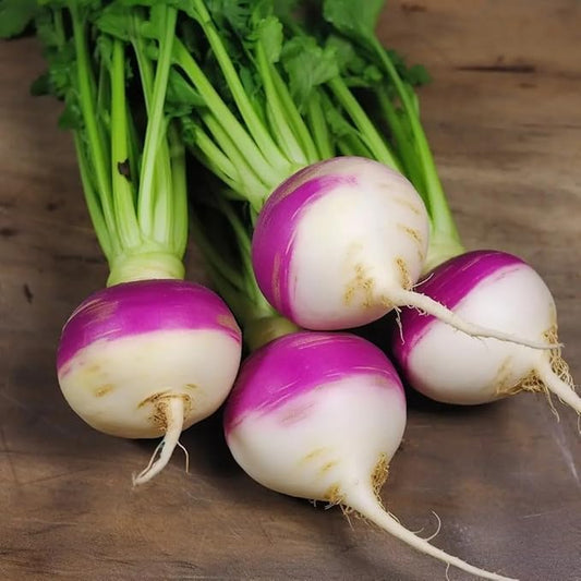 Purple Top White Globe Turnip Seeds, 1 Pound Pack by Seeds2Go