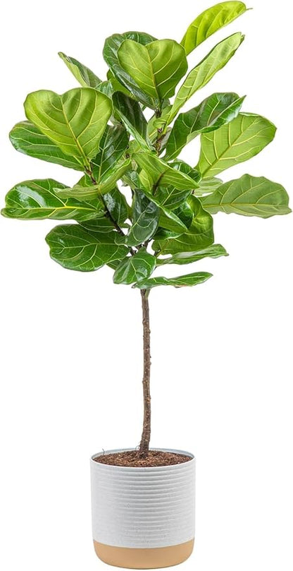 Costa Farms Fiddle Leaf Fig Tree, Ficus Lyrata Live Indoor Plant Potted in Nursery Plant Pot, Potting Soil, Floor Houseplant Gift for Housewarming, Tropical Home or Office Decor, 3-4 Feet Tall