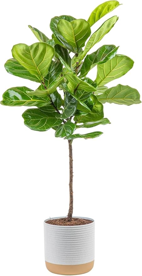 Costa Farms Fiddle Leaf Fig Tree, Ficus Lyrata Live Indoor Plant Potted in Nursery Plant Pot, Potting Soil, Floor Houseplant Gift for Housewarming, Tropical Home or Office Decor, 3-4 Feet Tall