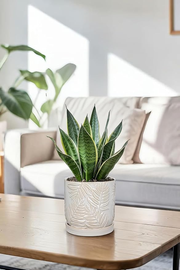 5.5 Inch Ceramic Planter Pots with Drainage Holes, Saucers for Indoor-Outdoor Plants, Succulent Orchid Flower Large Round Plant Pot Lvory White